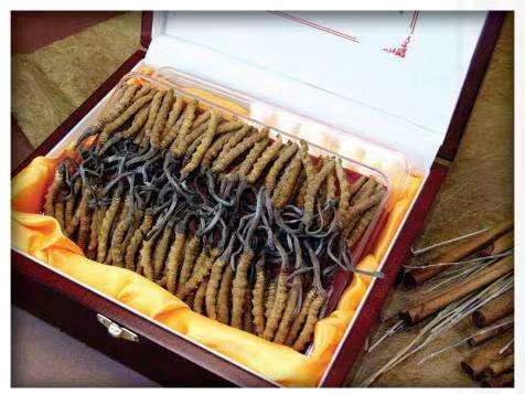 颍州冬虫夏草回收